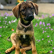 Nala is registered to the contest to win money with this photo: adorable, animal, canine, collar, cute, dog, flowers, fur, garden, grass, greenery, nature, outdoor, pet, playful, portrait, puppy, sitting, sunset, young