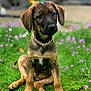 adorable, animal, canine, collar, cute, dog, flowers, fur, garden, grass, greenery, nature, outdoor, pet, playful, portrait, puppy, sitting, sunset, young