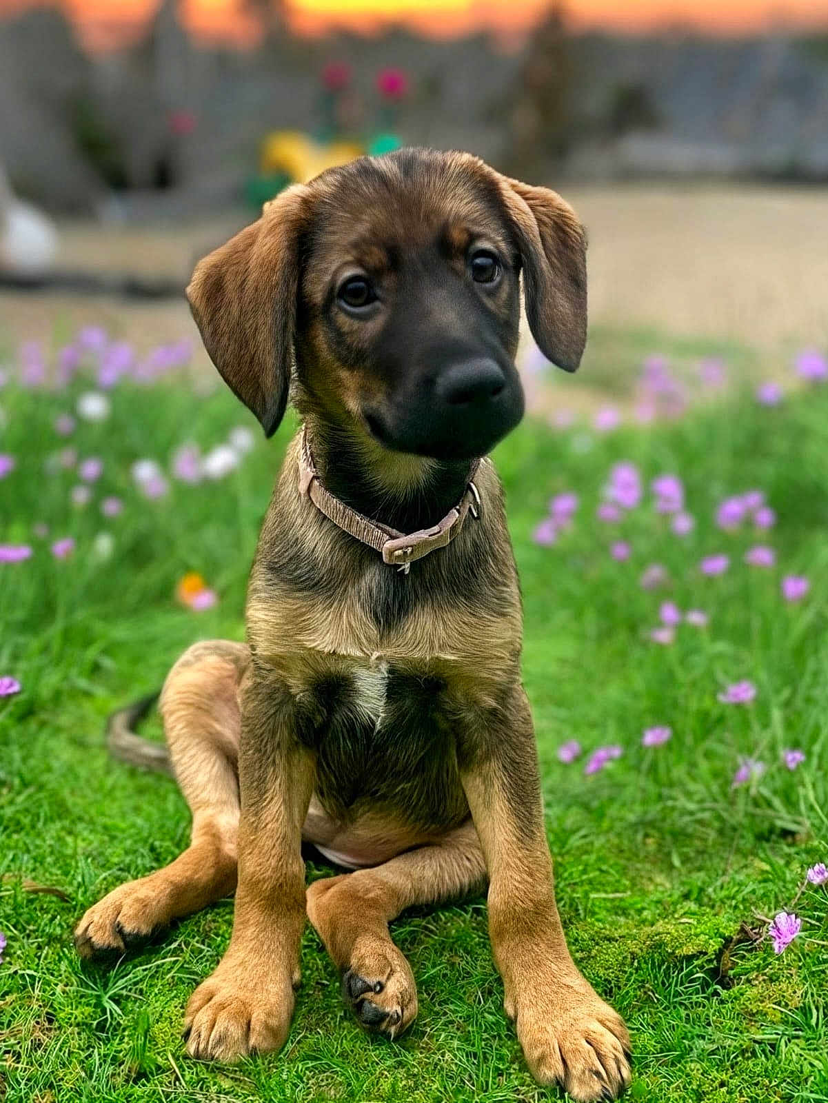 Nala