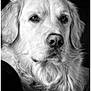Ugo participe au concours pour gagner de l'argent avec cette photo : dog, golden_retriever, portrait, close_up, black_and_white, animal, pet, fur, muzzle, ears, whiskers, nostrils, canine, expression, looking_away, fluffy, indoors, calm, majestic, detailed