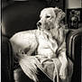 Ugo participe au concours pour gagner de l'argent avec cette photo : golden_retriever, dog, black_and_white, leather_chair, blanket, indoor, pet, relaxed, animal, fur, portrait, canine, sitting, calm, domestic_animal, companion, home, furniture, resting, cozy