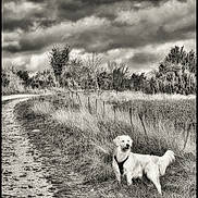 Ugo a rejoint le concours — aidez-le/la à gagner de superbes lots ! dog, golden_retriever, grass, path, cloudy_sky, outdoor, nature, field, fence, trees, animal, pet, canine, landscape, walking, rural, scenic, sky, clouds, daytime