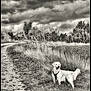 animal, canine, clouds, cloudy_sky, daytime, dog, fence, field, golden_retriever, grass, landscape, nature, outdoor, path, pet, rural, scenic, sky, trees, walking