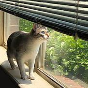 Penelope joined the competition — help win amazing prizes! animal, blinds, blue_eyes, cat, curious, daylight, domestic_cat, fur, greenery, home, houseplant, indoor, looking_out, mammal, pet, shadow, sunlight, whiskers, window, windowsill