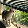 animal, blinds, blue_eyes, cat, curious, daylight, domestic_cat, fur, greenery, home, houseplant, indoor, looking_out, mammal, pet, shadow, sunlight, whiskers, window, windowsill