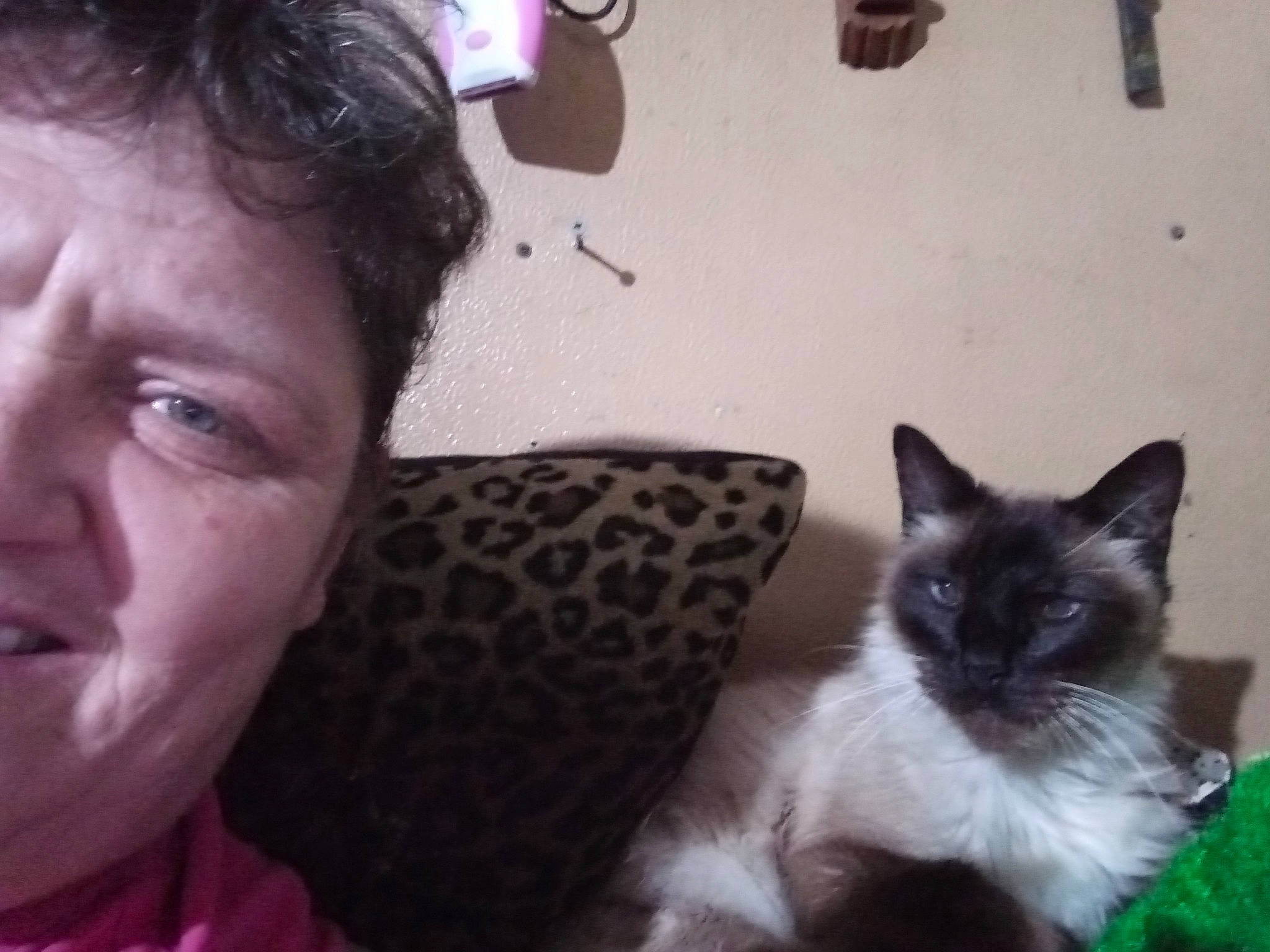 Jose joined the competition — help win amazing prizes! carnivore, cat, comfort, ear, eye, eyebrow, eyelash, face, felidae, happy, iris, nose, organ, plant, siamese, skin, small_to_medium_sized_cats, snapshot, tail, whiskers