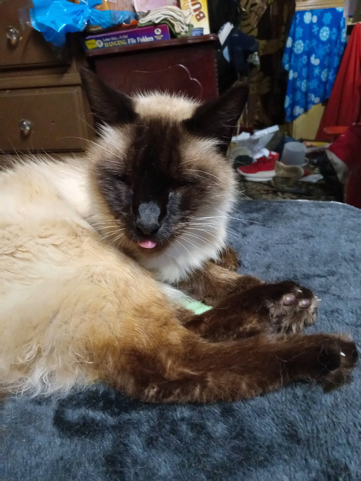 Jose joined the competition — help win amazing prizes! birman, carnivore, cat, companion_dog, dog_breed, fawn, felidae, fur, ragdoll, siamese, small_to_medium_sized_cats, snout, tail, terrestrial_animal, whiskers