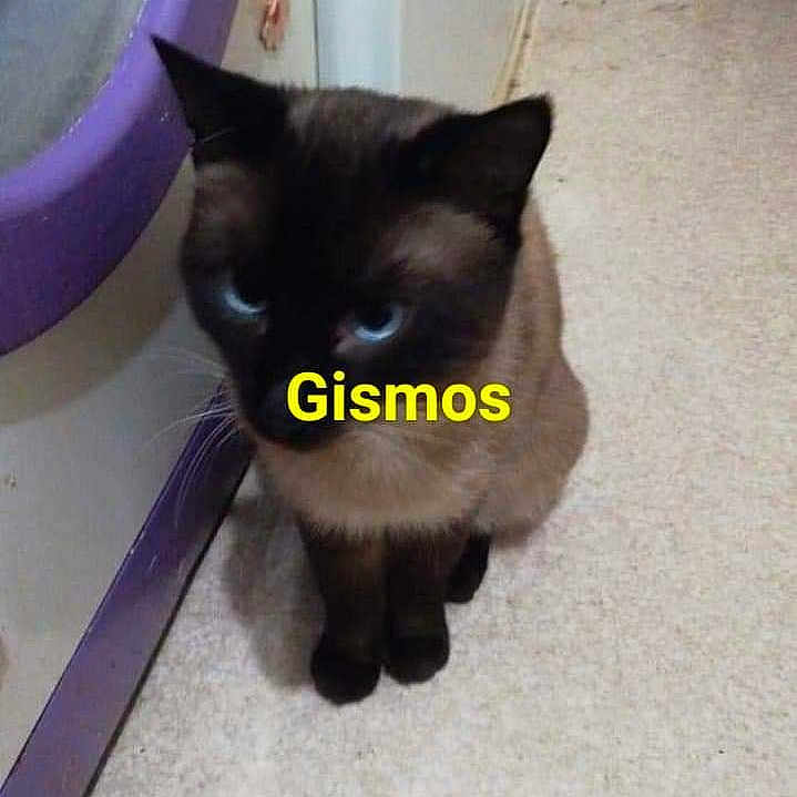 Gysmos