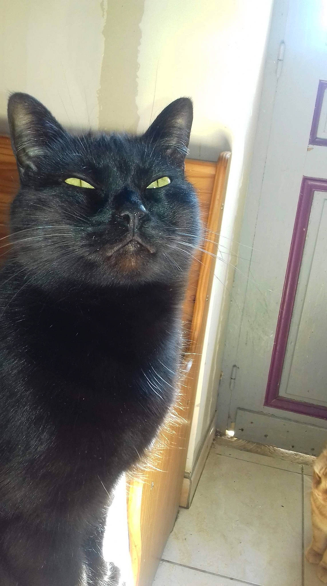 Bagayra participe au concours pour gagner de l'argent avec cette photo : asian, black_cat, bombay, british_shorthair, burmese, carnivore, cat, chartreux, domestic_long_haired_cat, domestic_short_haired_cat, felidae, fur, korat, mammal, polydactyl_cat, small_to_medium_sized_cats, snout, tail, vertebrate, whiskers