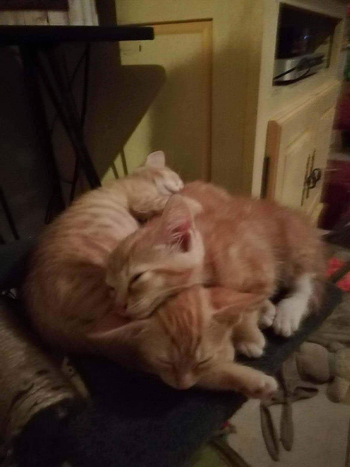 Les Triplé participe au concours pour gagner de l'argent avec cette photo : canidae, carnivore, cat, cornish_rex, ear, felidae, fur, kitten, small_to_medium_sized_cats, sporting_group, whiskers