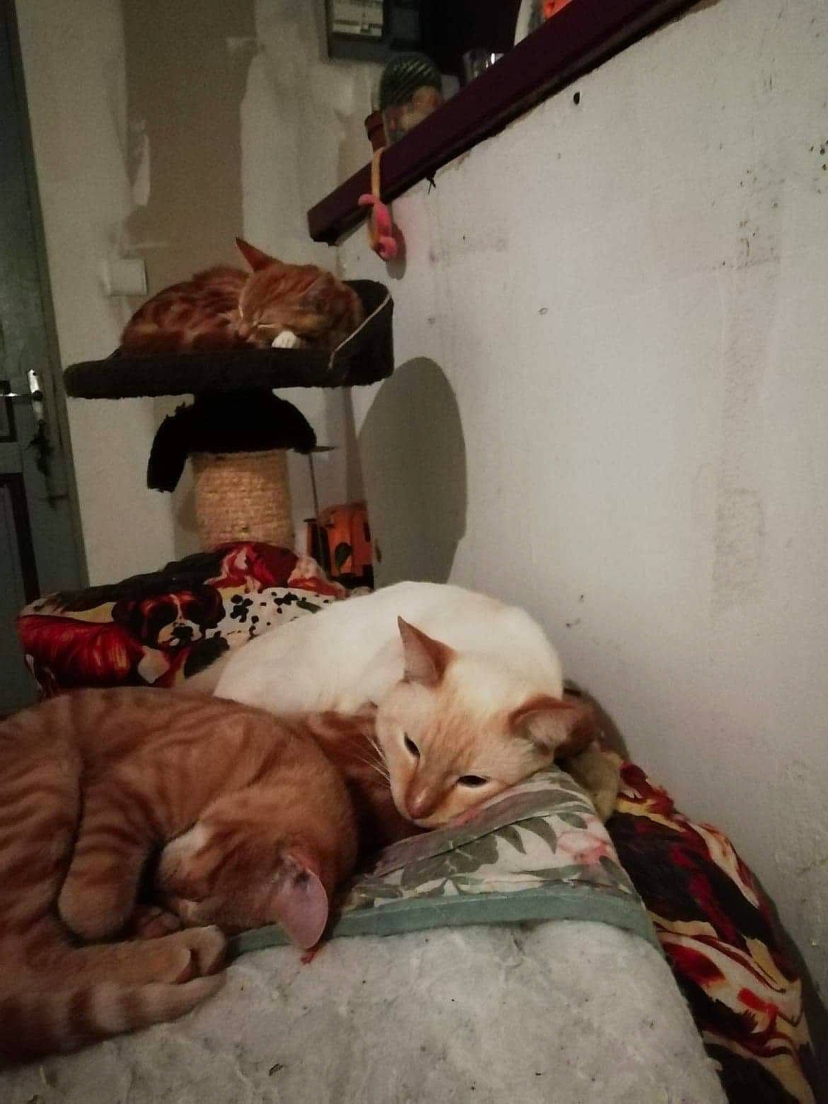 Les Triplé a rejoint le concours — aidez-le/la à gagner de superbes lots ! aegean_cat, asian, carnivore, cat, european_shorthair, felidae, fur, kitten, nap, small_to_medium_sized_cats, snout, tail, turkish_van, whiskers