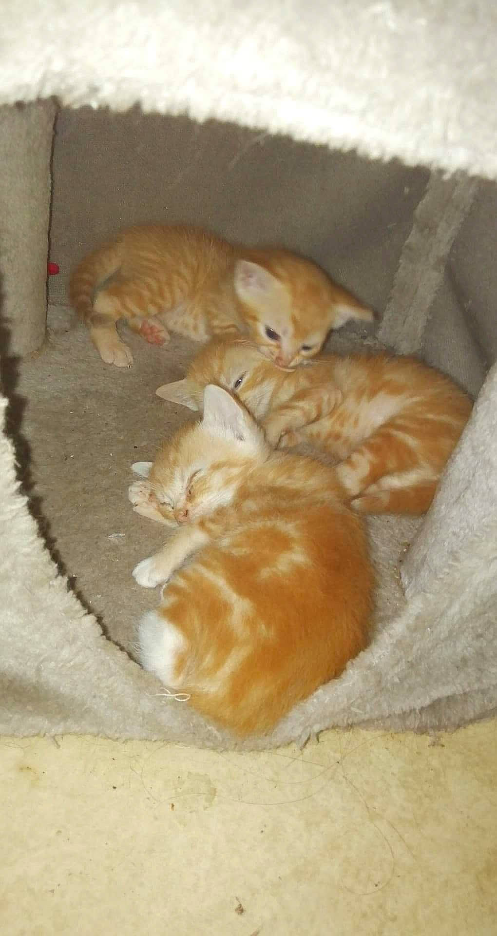 Les Triplé a rejoint le concours — aidez-le/la à gagner de superbes lots ! carnivore, cat, european_shorthair, fawn, felidae, kitten, persian, small_to_medium_sized_cats, tail