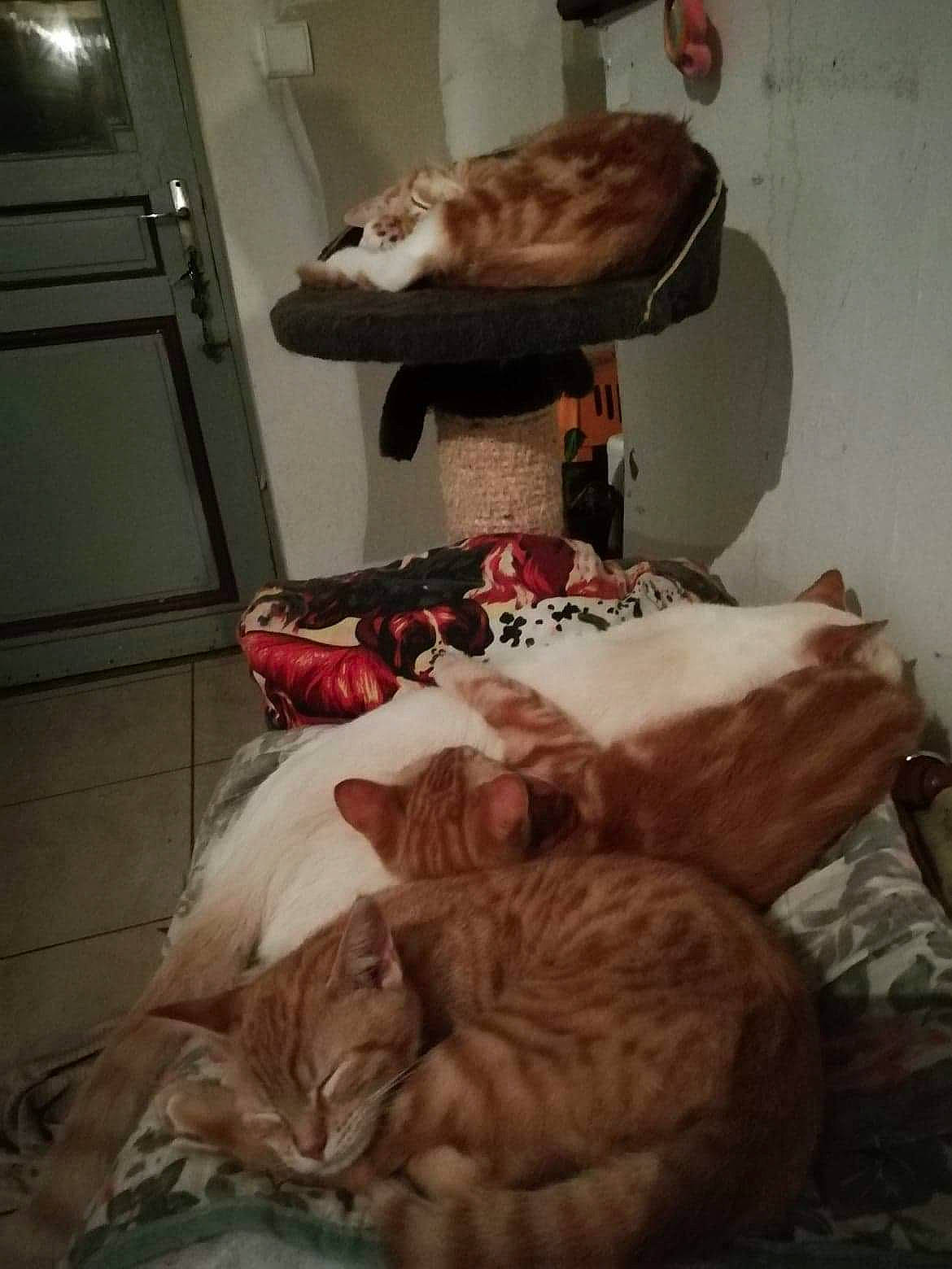 Les Triplé a rejoint le concours — aidez-le/la à gagner de superbes lots ! cat, felidae, flesh, furniture