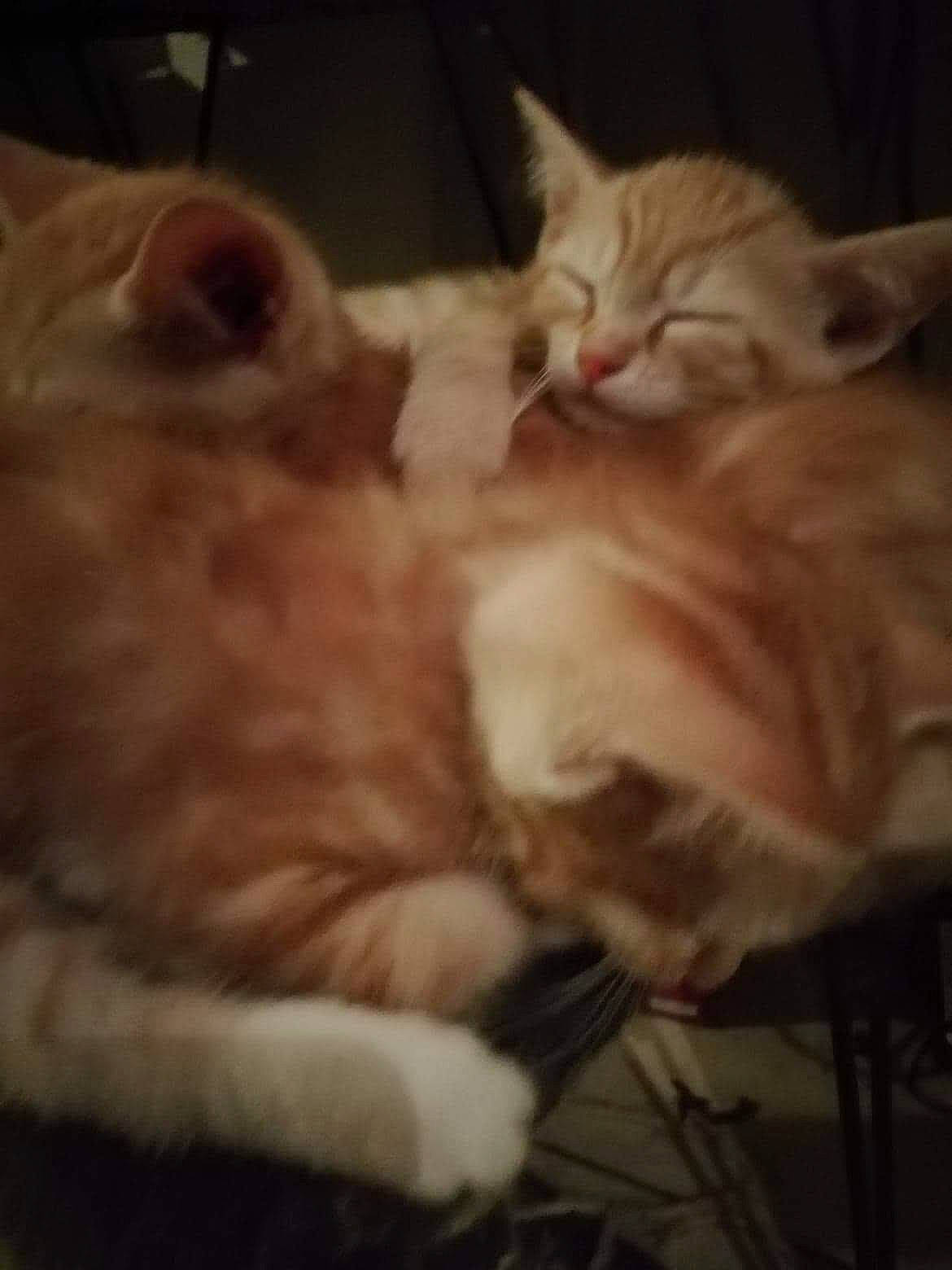 Les Triplé participe au concours pour gagner de l'argent avec cette photo : american_curl, asian, carnivore, cat, ear, european_shorthair, eye, felidae, fur, kitten, mammal, nap, norwegian_forest_cat, paw, polydactyl_cat, ragamuffin, small_to_medium_sized_cats, snapshot, turkish_van, whiskers