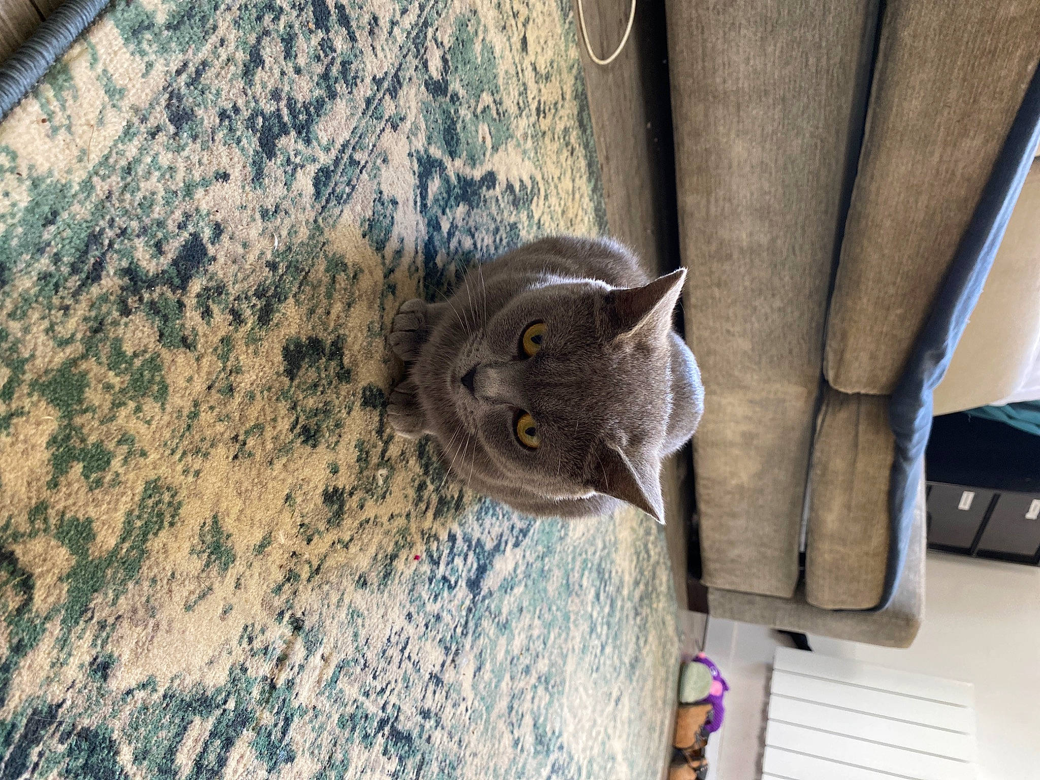 Oana a rejoint le concours — aidez-le/la à gagner de superbes lots ! british_shorthair, carnivore, cat, chartreux, domestic_short_haired_cat, european_shorthair, fawn, felidae, russian_blue, small_to_medium_sized_cats, whiskers