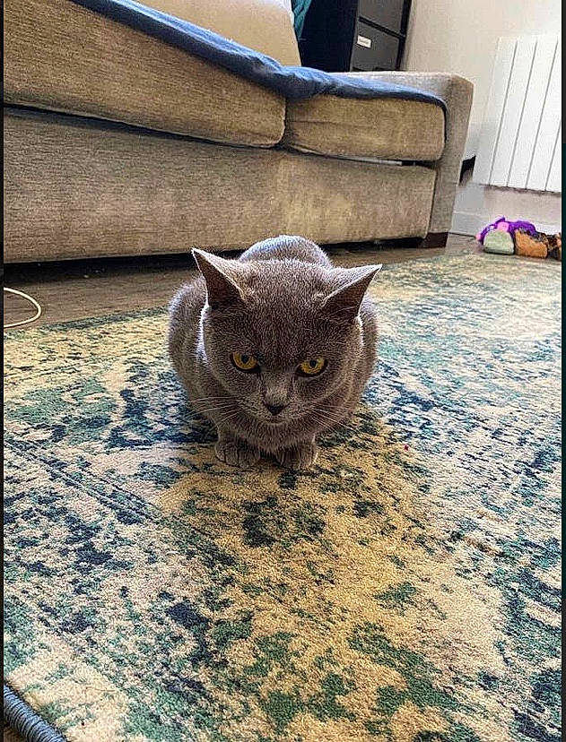 Oana a rejoint le concours — aidez-le/la à gagner de superbes lots ! asian, british_shorthair, carnivore, cat, chartreux, domestic_short_haired_cat, european_shorthair, felidae, kitten, korat, mammal, russian_blue, small_to_medium_sized_cats, snout, whiskers