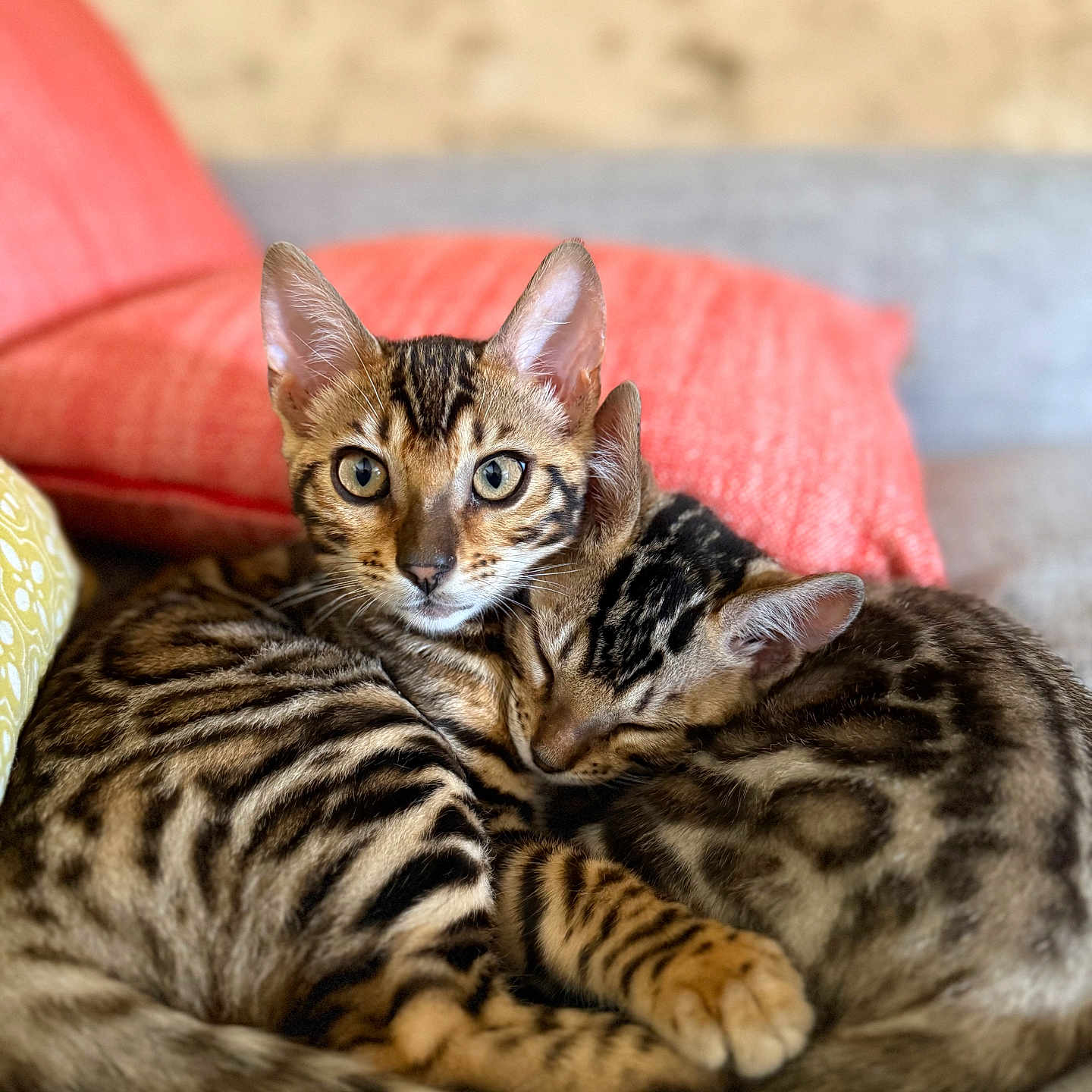 Akinoute Et Akinou a rejoint le concours — aidez-le/la à gagner de superbes lots ! animal, bengal_cat, cat, companion, couch, cozy, cute, domestic_cat, ears, eyes, fur, indoor, mammal, pet, pillow, relaxing, sleeping, snuggling, striped, whiskers