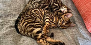 Akinoute Et Akinou a rejoint le concours — aidez-le/la à gagner de superbes lots ! animal, bengal_cat, cat, companion, couch, cozy, domestic_cat, ears, feline, gray_couch, indoor, pet, relaxed, resting, sleeping, spotted_fur, striped_fur, tail, two_cats, whiskers