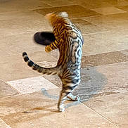 Akinoute Et Akinou a rejoint le concours — aidez-le/la à gagner de superbes lots ! active, animal, brown_tones, cat, domestic_cat, feline, fur_pattern, home, indoor, jumping, motion_blur, paws, pet, play, playful, shadow, striped_cat, tail, tile_floor, whiskers