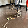 Akinoute Et Akinou a rejoint le concours — aidez-le/la à gagner de superbes lots ! animal, brown, cat, cat_toy, chair, curious, domestic_cat, feather_toy, feline, floor, indoor, kitten, orange_chair_cover, pets, playful, striped, tabby_kittens, table, tile_floor, young_cat