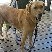 Copper Wayne joined the competition — help win amazing prizes! dog, labrador_retriever, yellow_labrador, pet, leash, rope_leash, porch, wooden_deck, smiling, tongue, collar, paw, canine, outdoor, muzzle, fur, eyes, portrait, standing, close_up