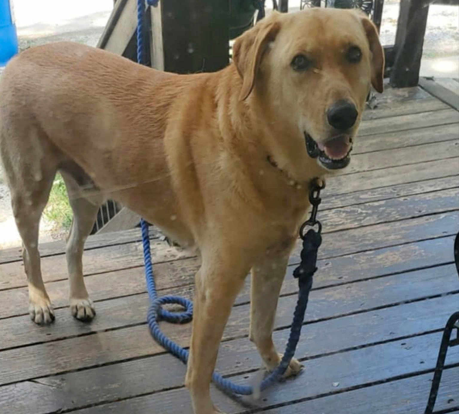 Copper Wayne joined the competition — help win amazing prizes! dog, labrador_retriever, yellow_labrador, pet, leash, rope_leash, porch, wooden_deck, smiling, tongue, collar, paw, canine, outdoor, muzzle, fur, eyes, portrait, standing, close_up