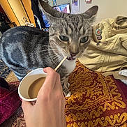 Pete is registered to the contest to win money with this photo: cat, tabby_cat, hand, coffee, cup, stir_stick, indoor, rug, patterned_rug, bag, pins, furniture, living_room, curious, pet, animal, close_up, person, cozy, domestic