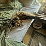Pete joined the competition — help win amazing prizes! cat, tabby, bed, blanket, stretching, paw, window, vase, flowers, tissue_box, bedside_table, floor, rug, pet_bed, curious, indoor, natural_light, cozy, feline, room