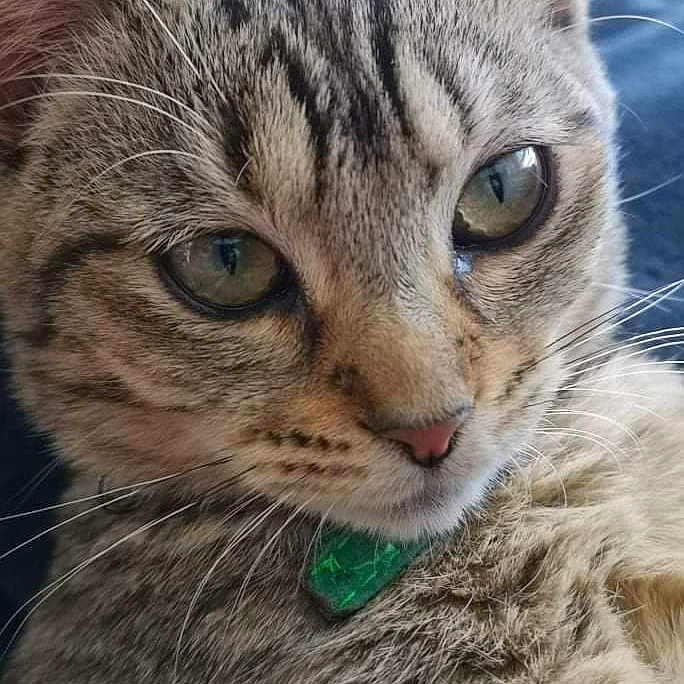 Sky a rejoint le concours — aidez-le/la à gagner de superbes lots ! abyssinian, accessories, animal, cat, collar, egyptiancat, jewelry, kitten, manx, necklace, pet, siamese