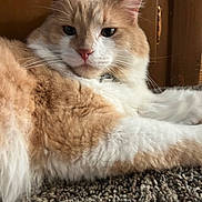 Mr. Beans is registered to the contest to win money with this photo: carpet, cat, close_up, cozy, cream_colored, ears, feline, fluffy, green_eyes, indoor, longhaired, lying_down, orange, pet, pink_nose, portrait, resting, whiskers, white, wooden_background