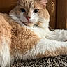 carpet, cat, close_up, cozy, cream_colored, ears, feline, fluffy, green_eyes, indoor, longhaired, lying_down, orange, pet, pink_nose, portrait, resting, whiskers, white, wooden_background