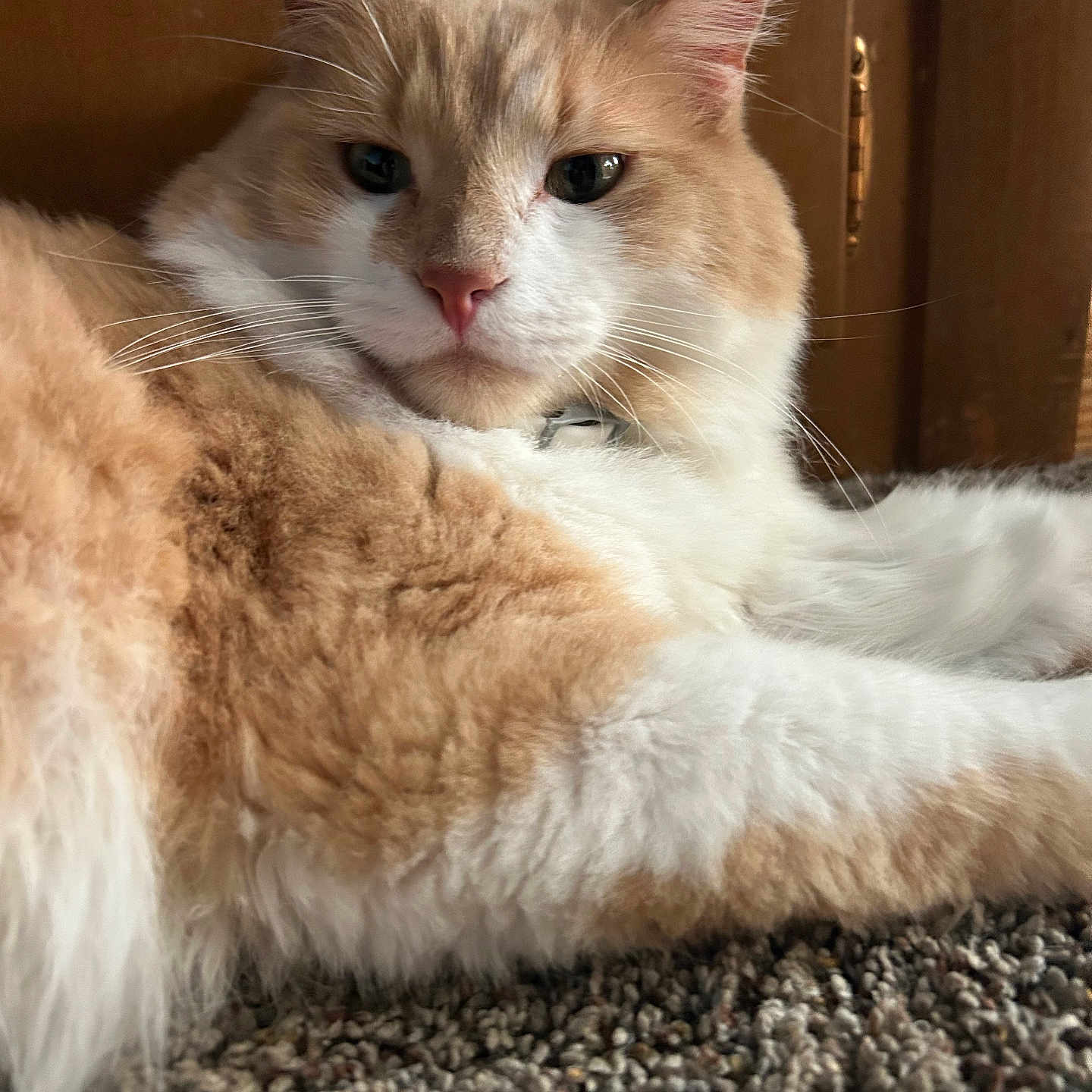 Mr. Beans