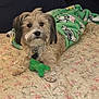dog, toy, blanket, bed, quilt, fluffy, pet, indoor, cute, animal, green, lying_down, cozy, resting, fur, small_dog, collar, playful, comfort, home