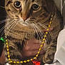 beads, bell, cat, close_up, collar, cute, ears, eyes, feline, fur, holding, human_hand, indoor, looking_at_camera, necklace, paws, pet, portrait, tabby_cat, whiskers