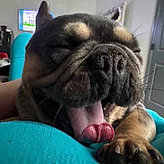 Loki joined the competition — help win amazing prizes! dog, tongue_out, close_up, indoor, relaxed, sleepy, pet, paw, snout, furniture, television, door, room, canine, cute, animal, resting, cozy, brown, black
