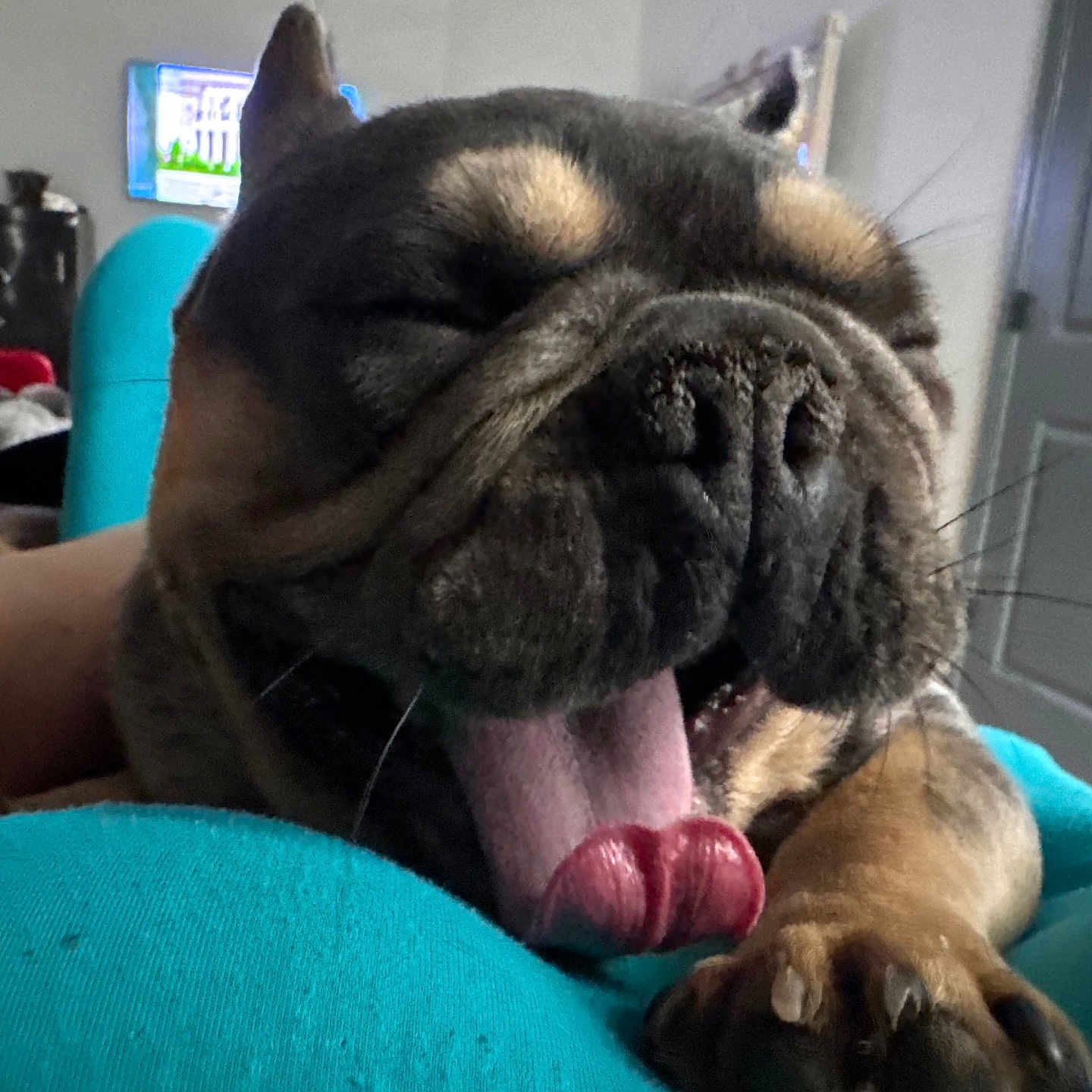 Loki joined the competition — help win amazing prizes! animal, black, brown, canine, close_up, cozy, cute, dog, door, furniture, indoor, paw, pet, relaxed, resting, room, sleepy, snout, television, tongue_out