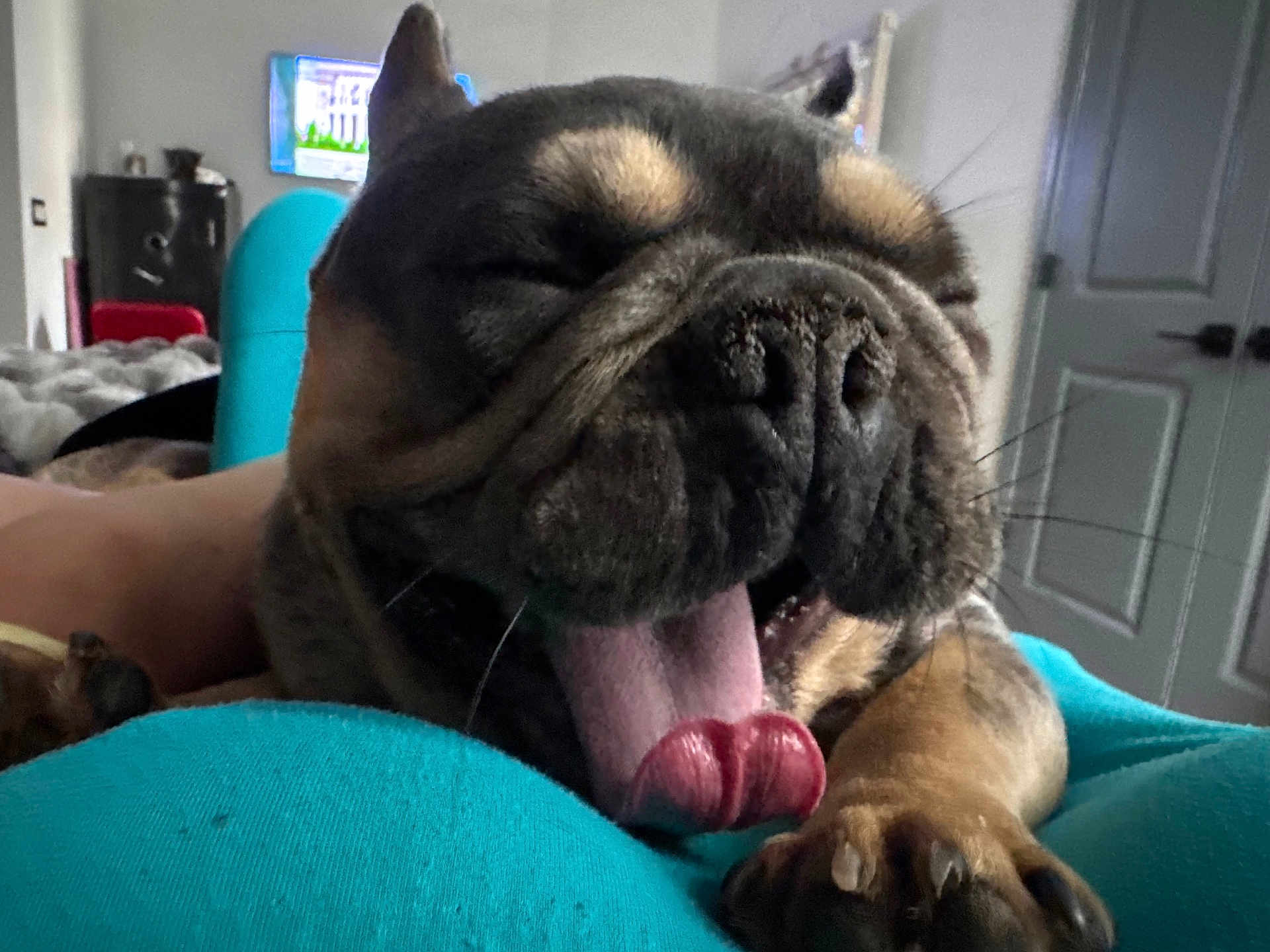 Loki joined the competition — help win amazing prizes! dog, tongue_out, close_up, indoor, relaxed, sleepy, pet, paw, snout, furniture, television, door, room, canine, cute, animal, resting, cozy, brown, black