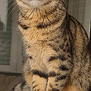 Skittles a rejoint le concours — aidez-le/la à gagner de superbes lots ! alert, animal, cat, closeup, curious, cute, domestic_cat, ears, feline, fur, indoor, mammal, pet, portrait, sitting, soft_light, striped, tabby, tail, whiskers