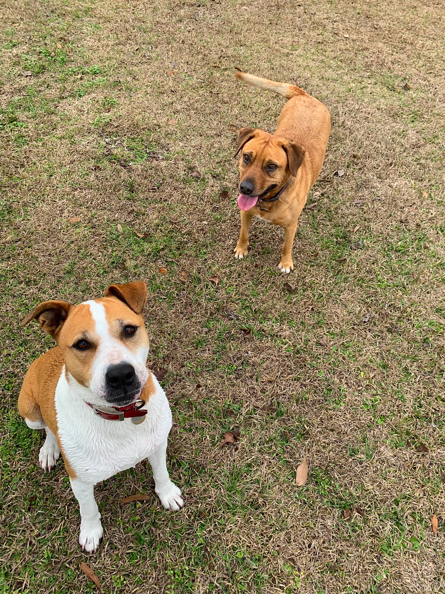 Duchess joined the competition — help win amazing prizes! adventure, canidae, carnivore, companion_dog, danish_swedish_farmdog, dog, dog_breed, fawn, mammal, rare_breed_dog, sporting_group, vertebrate