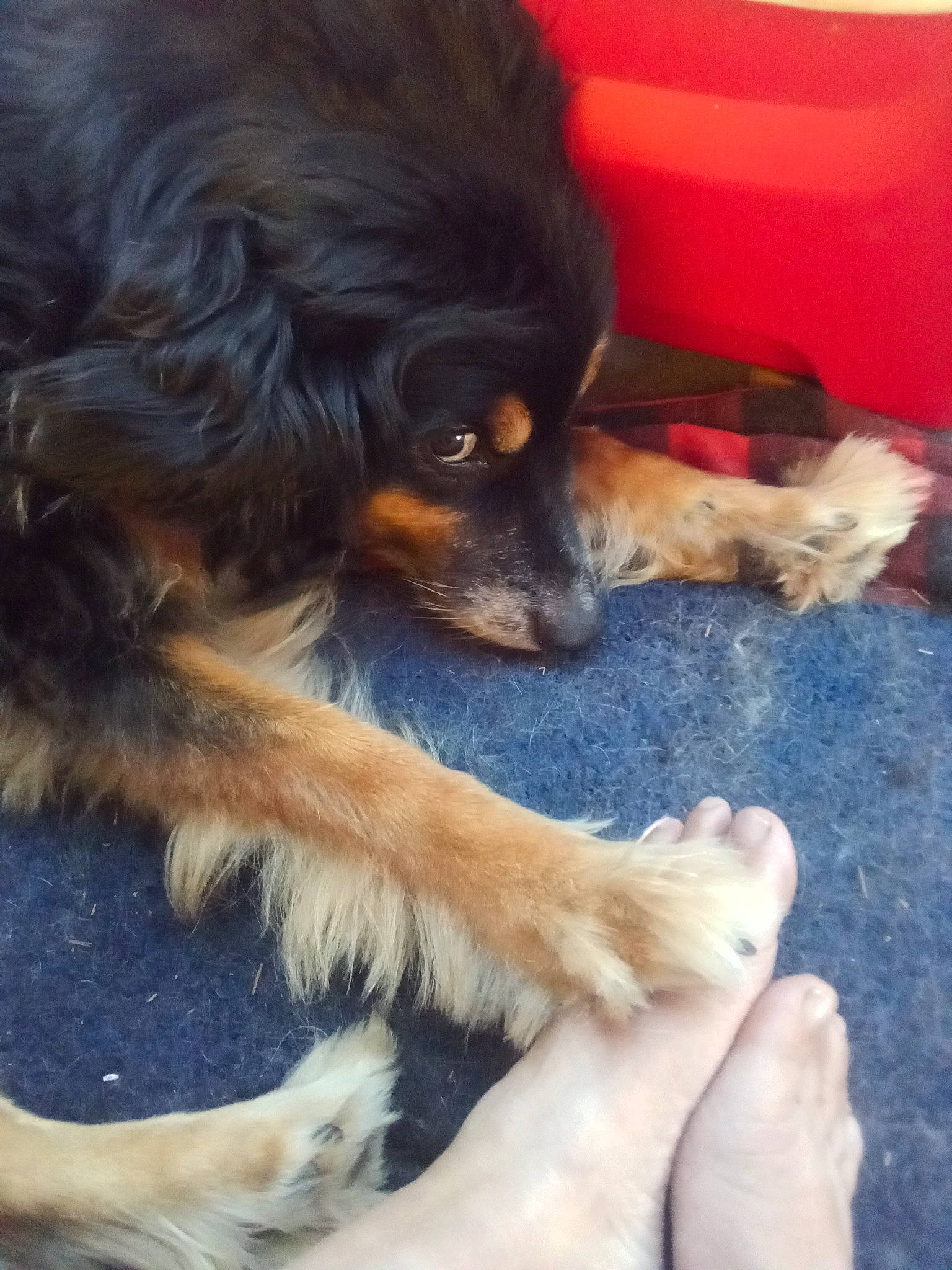 Pennur joined the competition — help win amazing prizes! canidae, carnivore, companion_dog, dog, dog_breed, fawn, fur, liver, paw, snout, sporting_group, terrestrial_animal, vertebrate, whiskers, working_dog