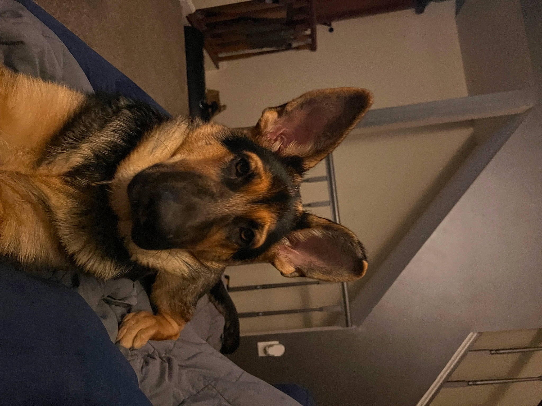 Neo joined the competition — help win amazing prizes! canidae, carnivore, ceiling, companion_dog, dog, dog_breed, ear, fawn, fur, german_shepherd_dog, gesture, sporting_group, whiskers, wood, working_animal