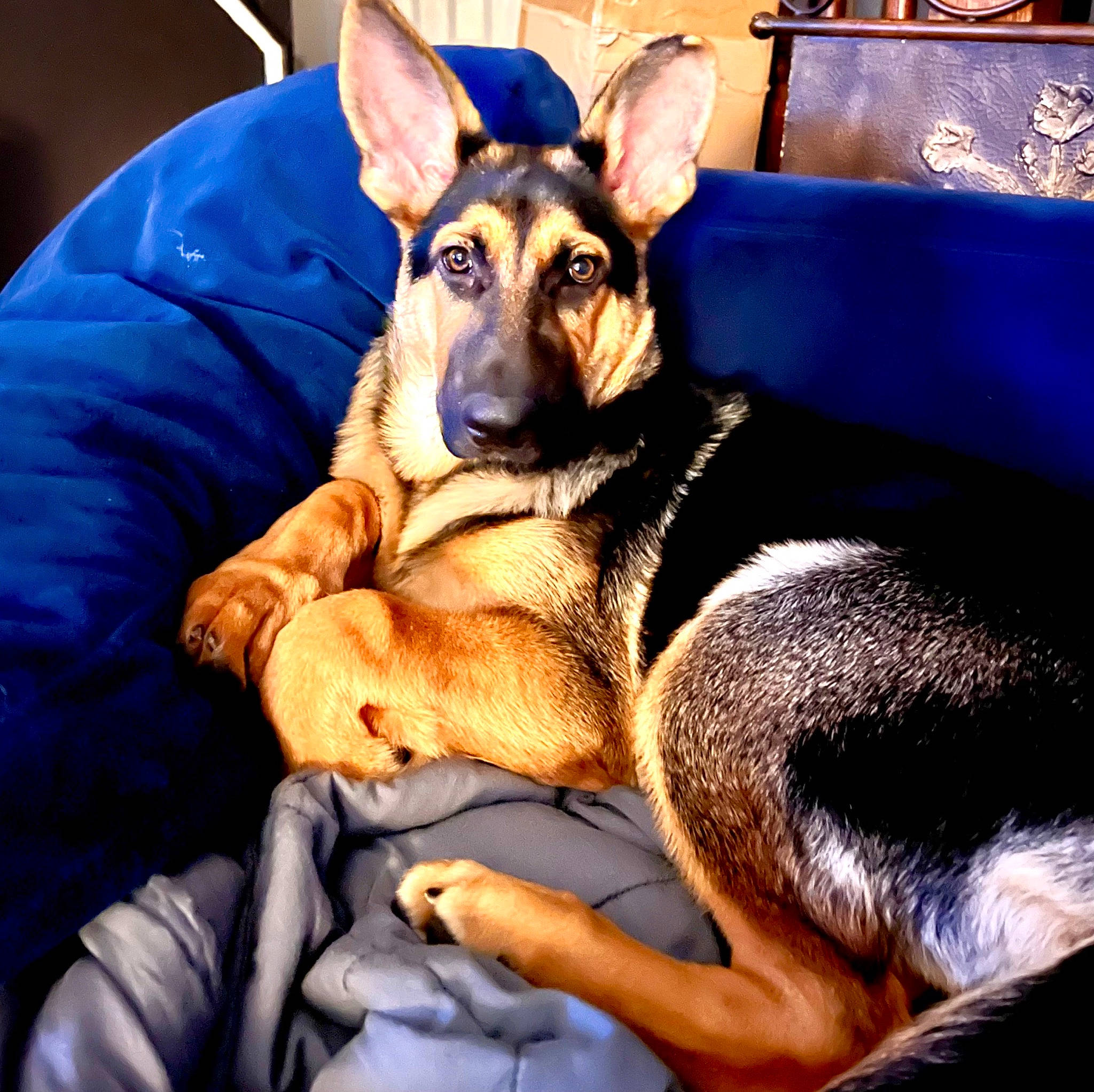 Neo joined the competition — help win amazing prizes! canidae, carnivore, comfort, companion_dog, couch, dog, dog_breed, ear, electric_blue, fawn, fur, german_shepherd_dog, guard_dog, old_german_shepherd_dog, paw, sitting, snout, sporting_group, working_animal, working_dog