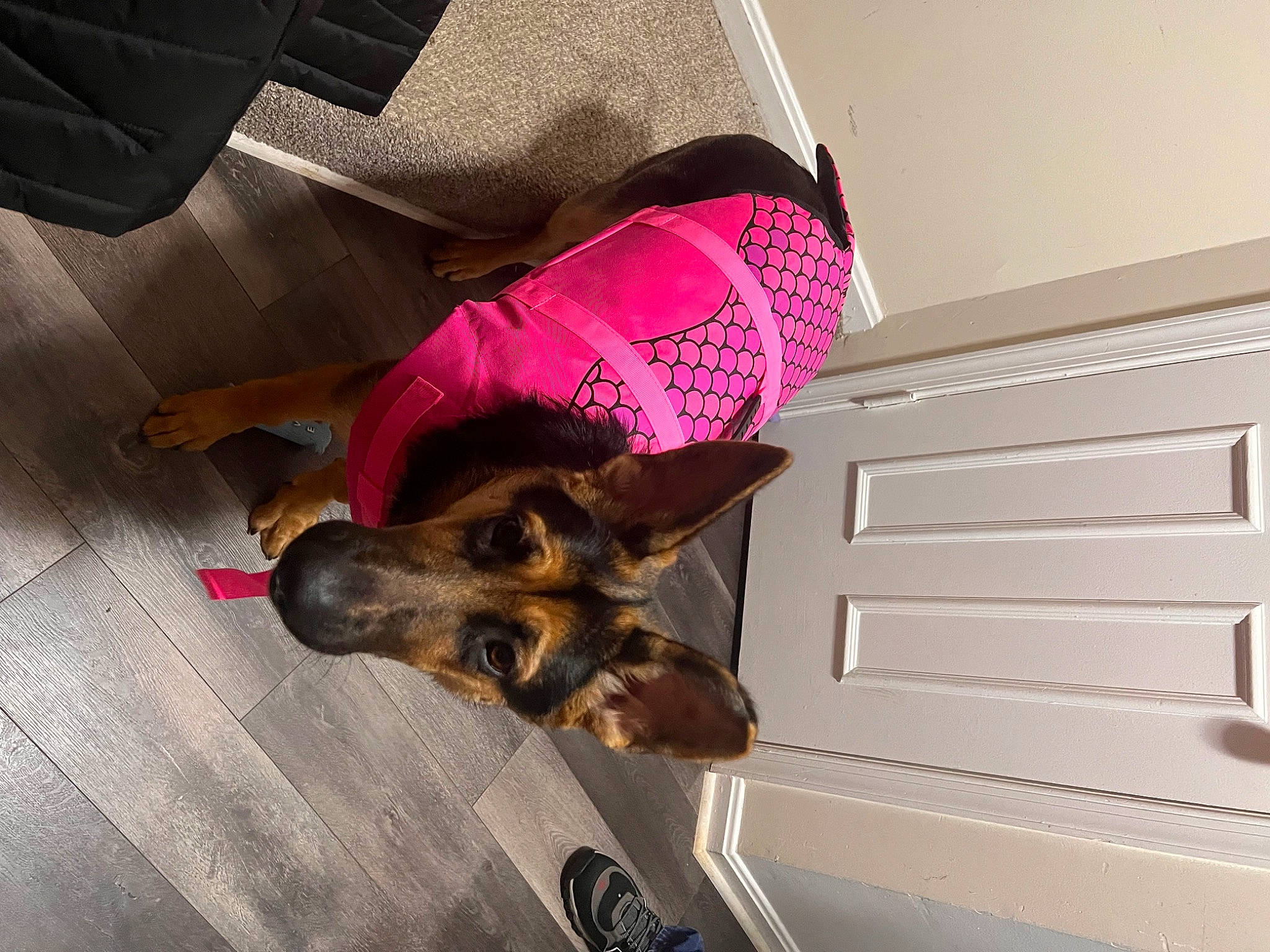 Neo is registered to the contest to win money with this photo: canidae, carnivore, companion_dog, dog, dog_breed, flooring, foot, fur, hardwood, human_leg, magenta, mammal, paw, sleeve, snout, sporting_group, tints_and_shades, wood, working_animal, wrist