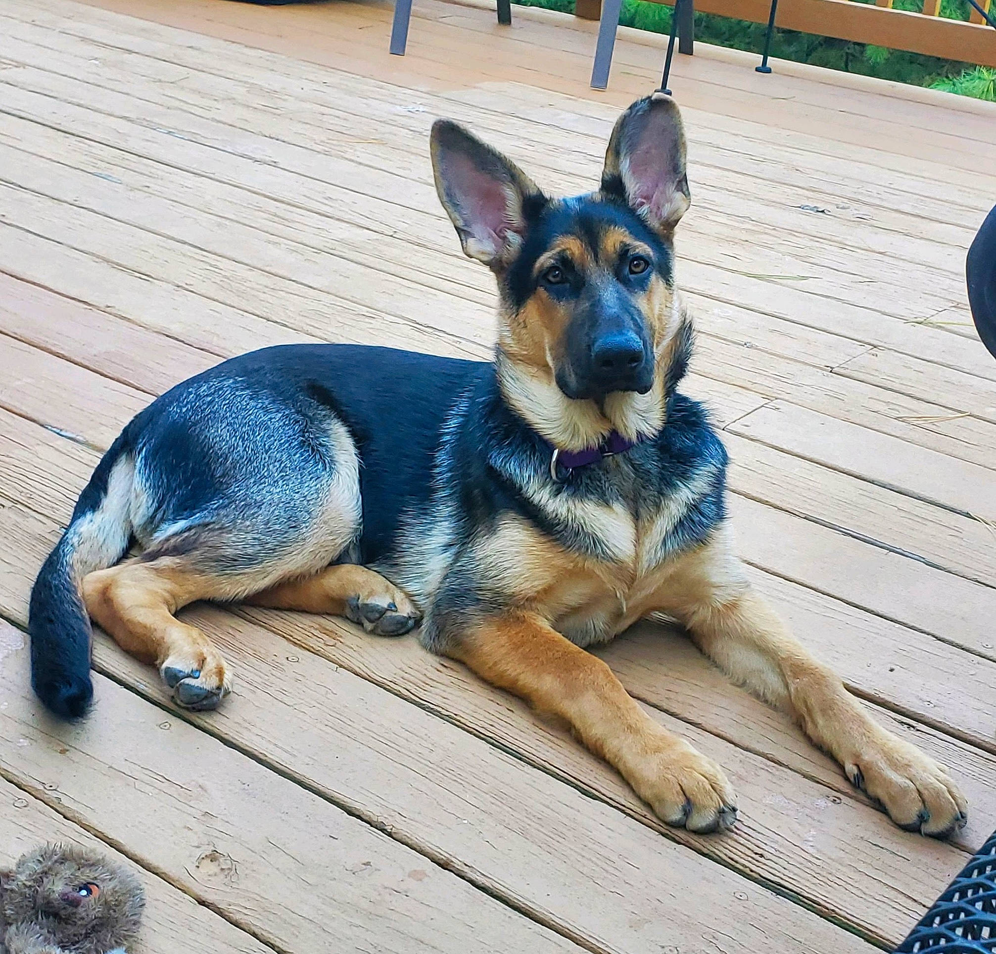 Neo joined the competition — help win amazing prizes! canidae, carnivore, companion_dog, dog, dog_breed, fawn, foot, german_shepherd_dog, guard_dog, herding_dog, old_german_shepherd_dog, paw, snout, sporting_group, wood, working_animal, working_dog