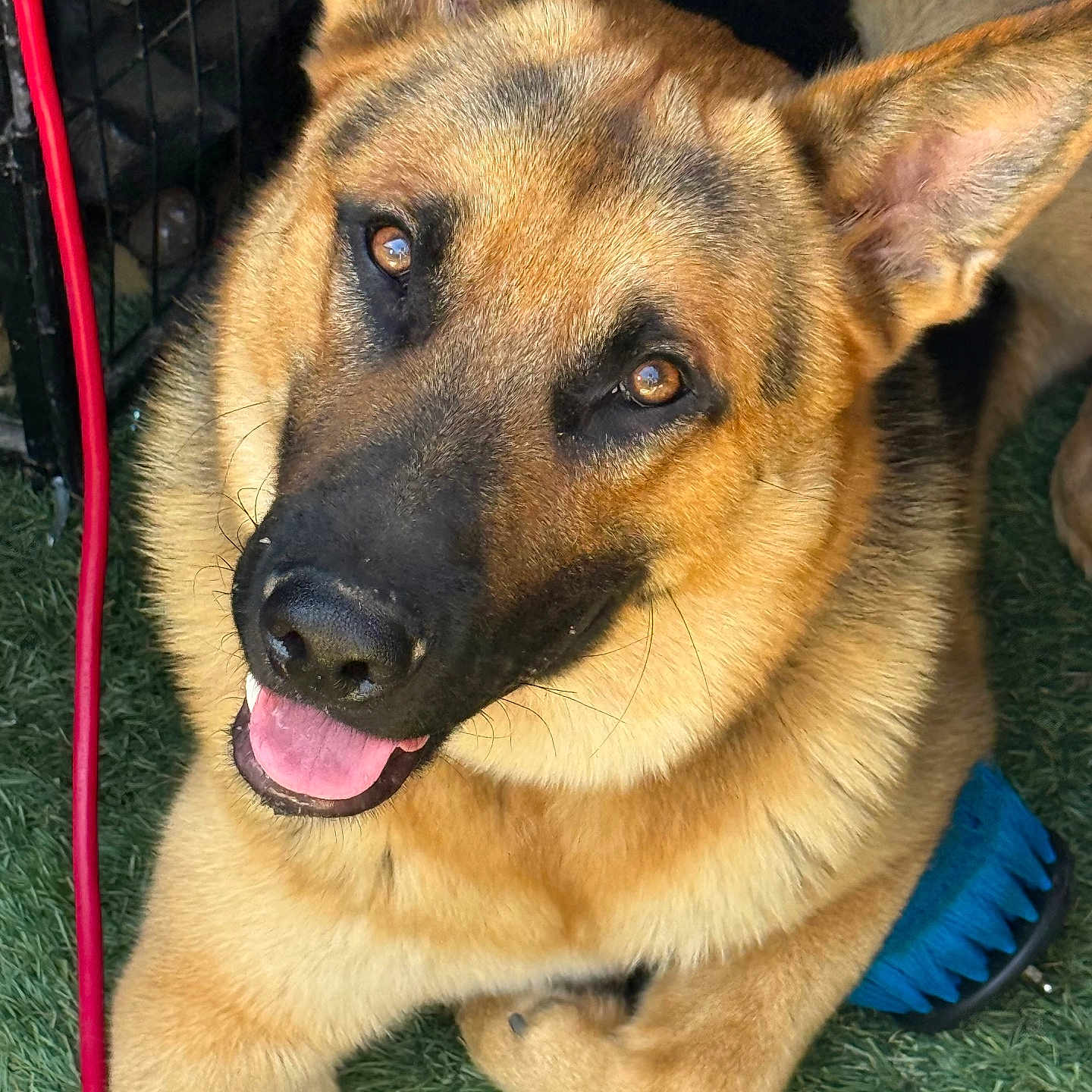 Sir Maximus joined the competition — help win amazing prizes! dog, german_shepherd, canine, pet, animal, smiling, happy, fur, ears, nose, tongue, grass, outdoor, closeup, portrait, paw, grooming_brush, pet_care, looking_up, domestic_animal
