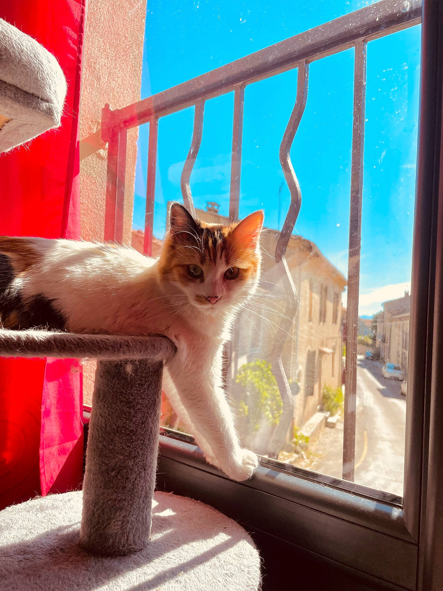 Wendy participe au concours pour gagner de l'argent avec cette photo : blue, carnivore, cat, domestic_short_haired_cat, fawn, felidae, fur, light, line, morning, plant, sky, small_to_medium_sized_cats, snout, sunlight, tail, tints_and_shades, whiskers, window, wood