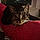 Tonie