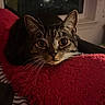cat, tabby_cat, pet, animal, feline, whiskers, ears, golden_eyes, wide_eyed, close_up, portrait, lying_down, red_blanket, cozy, indoors, home, piano, black_and_white_keys, fur, curious