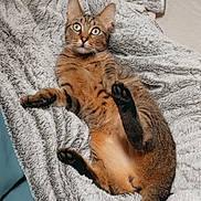 Sushi a rejoint le concours — aidez-le/la à gagner de superbes lots ! cat, tabby_cat, pet, animal, feline, lying_down, blanket, fur, whiskers, ears, tail, paw, bed, cozy, indoor, resting, cute, wide_eyes, curious, soft_texture
