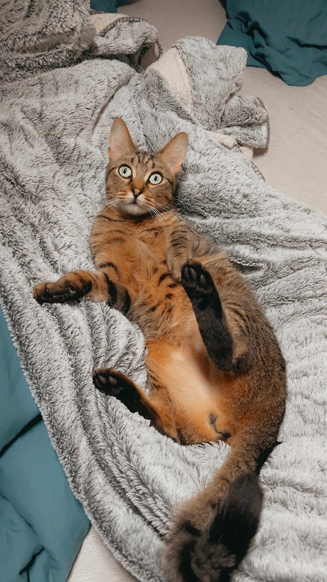Sushi a rejoint le concours — aidez-le/la à gagner de superbes lots ! cat, tabby_cat, pet, animal, feline, lying_down, blanket, fur, whiskers, ears, tail, paw, bed, cozy, indoor, resting, cute, wide_eyes, curious, soft_texture